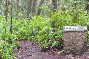 グリーンツアー：ジョザニの森とマングローブのカヤック体験をお楽しみください