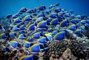 The Rock Restaurant, Jozani Forest, ridetur