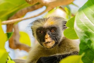 The Rock Restaurant, Jozani Forest, ridetur