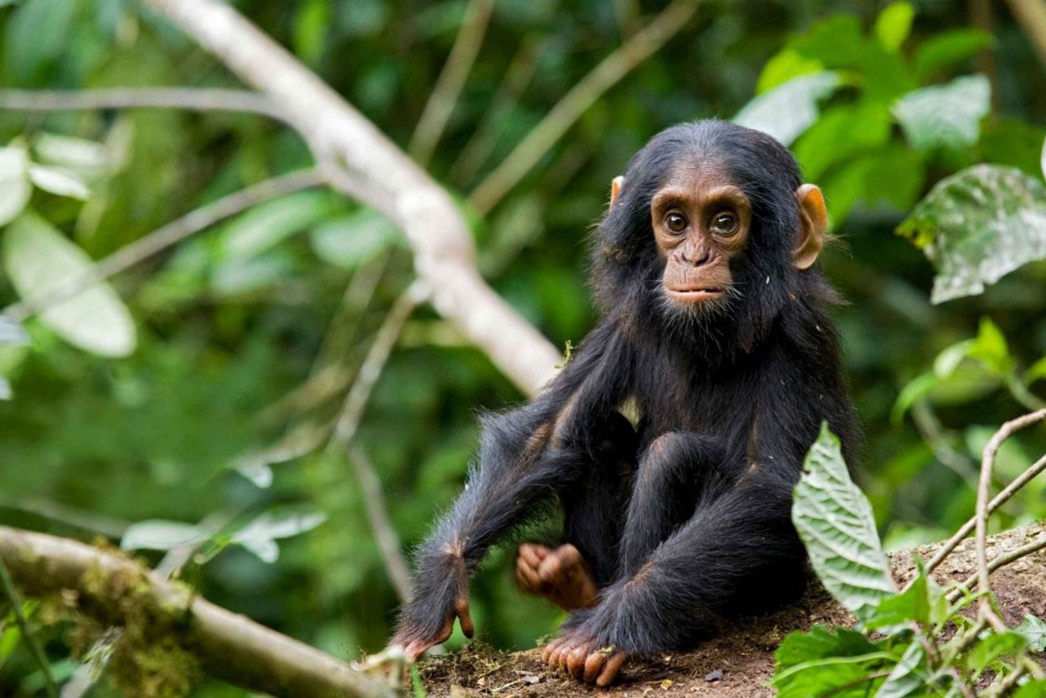 Three-day chimpanzee trekking adventure in Mahale NP