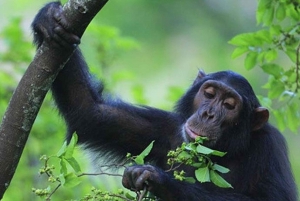 Three-day chimpanzee trekking adventure in Mahale NP