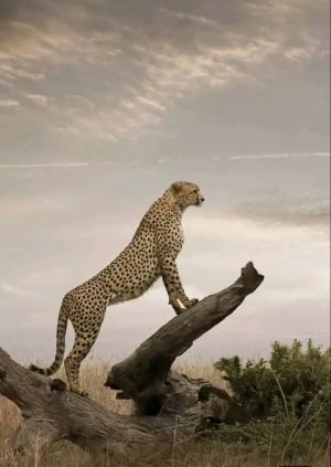 Tanzania Adventure Expert