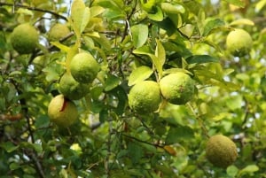 Тропический коктейль-тур на западное побережье Занзибара