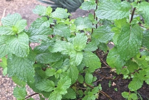 Tropical cocktail tour to the west coast of Zanzibar