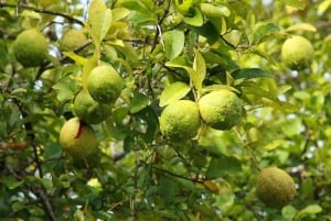 Tropical cocktail tour to the west coast of Zanzibar