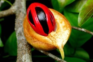 Esnórquel con tortugas, Kayak transparente, Clase de cocina con almuerzo