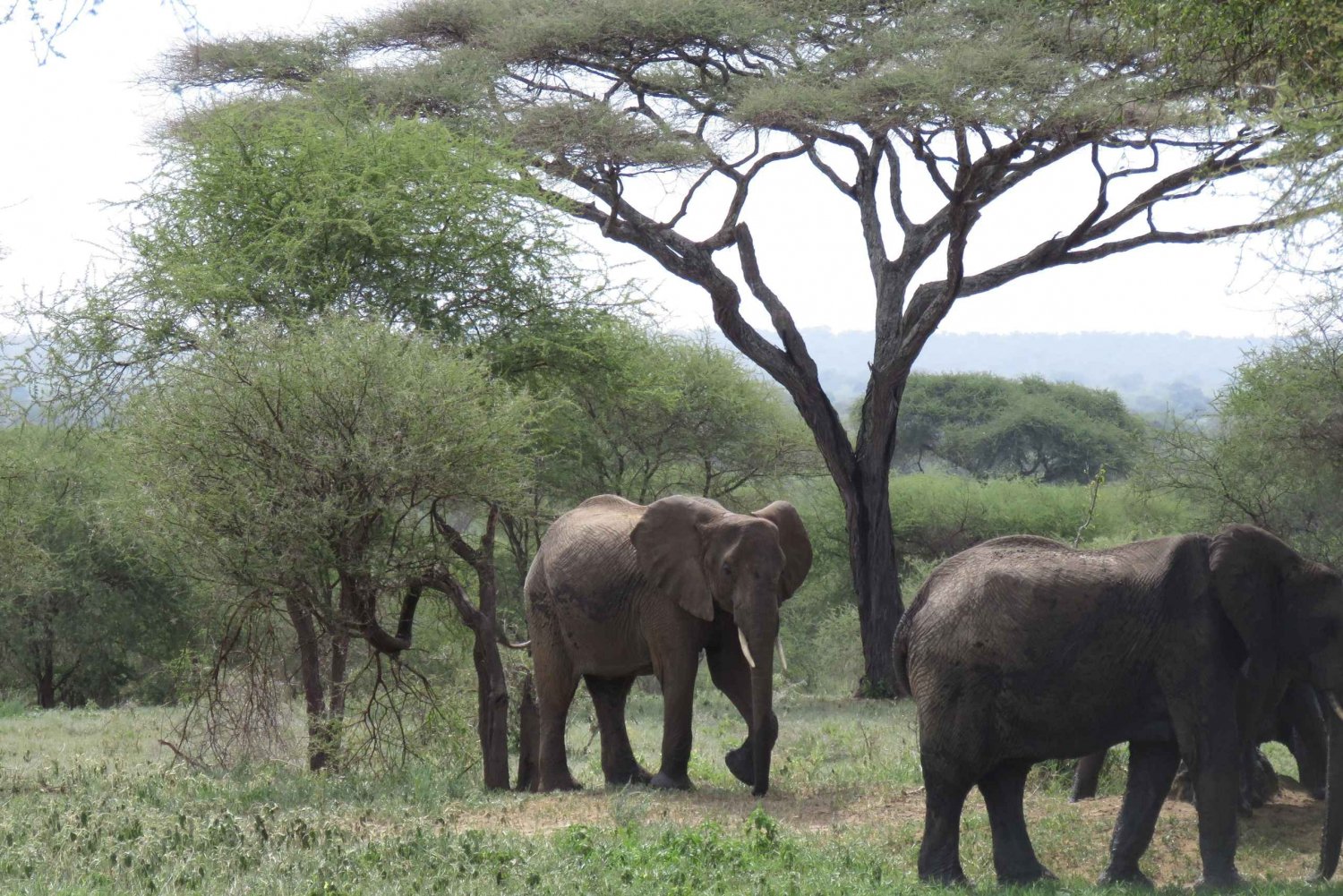 Safari partilhado de dois dias a Tarangire e à cratera de Ngorongoro