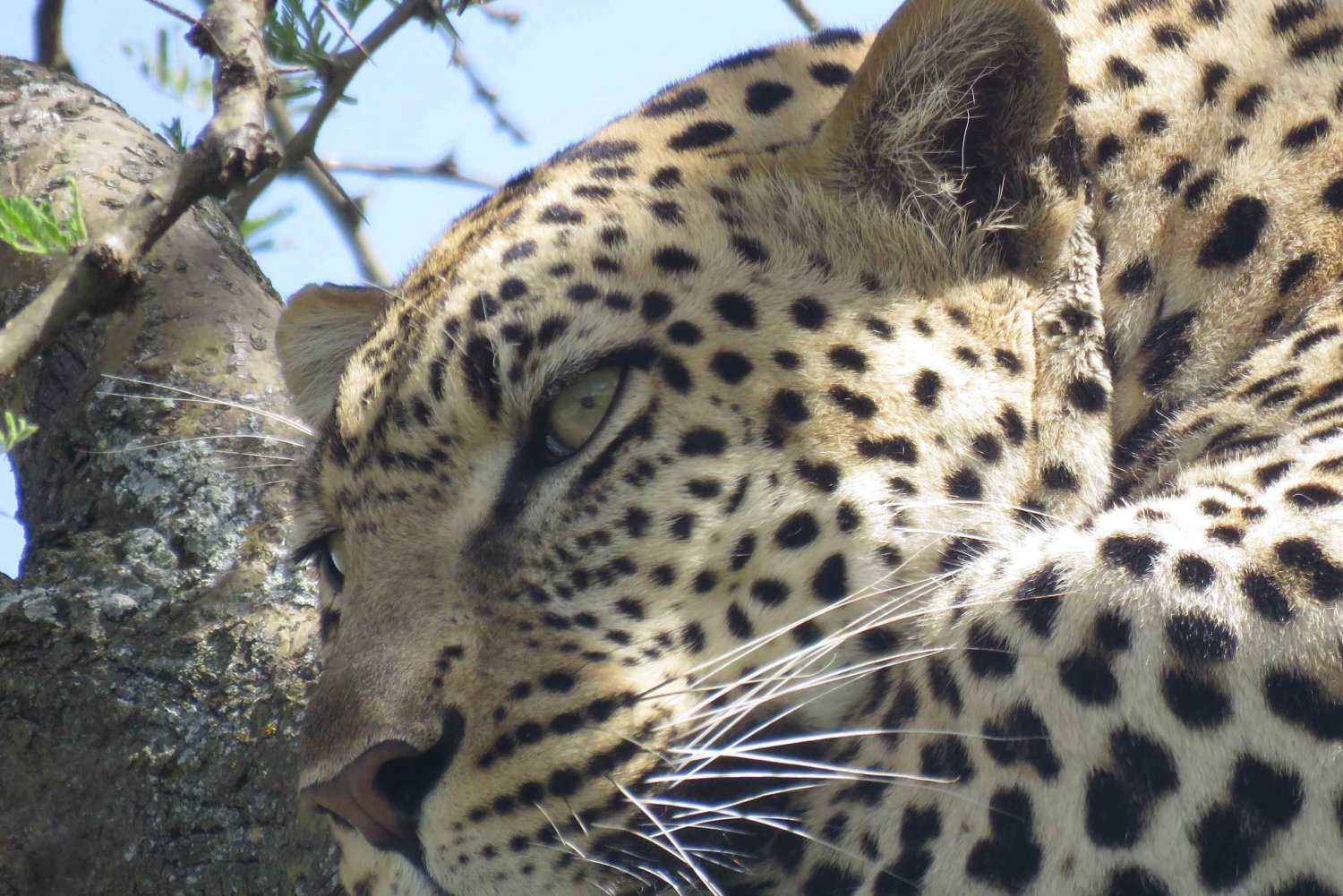 Safari partilhado de dois dias a Tarangire e à cratera de Ngorongoro