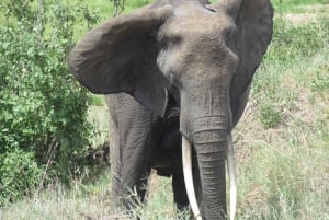 Safari partilhado de dois dias a Tarangire e à cratera de Ngorongoro