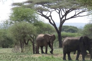 Safari partilhado de dois dias a Tarangire e à cratera de Ngorongoro