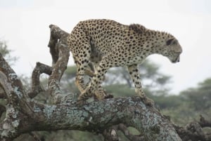 Safari partilhado de dois dias a Tarangire e à cratera de Ngorongoro