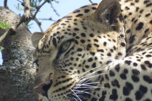 Safari partilhado de dois dias a Tarangire e à cratera de Ngorongoro