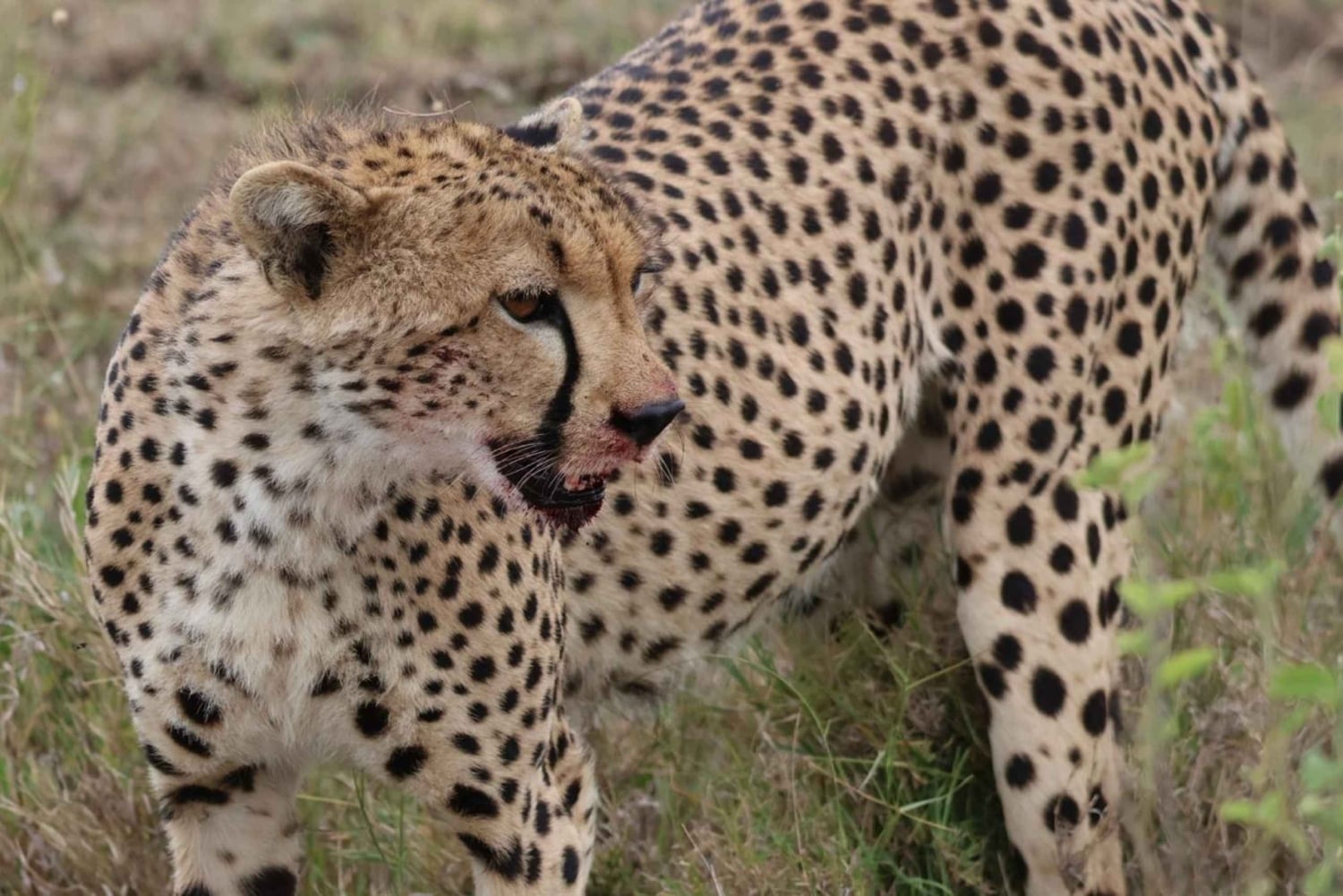 Safari de lune de miel ultime en Tanzanie