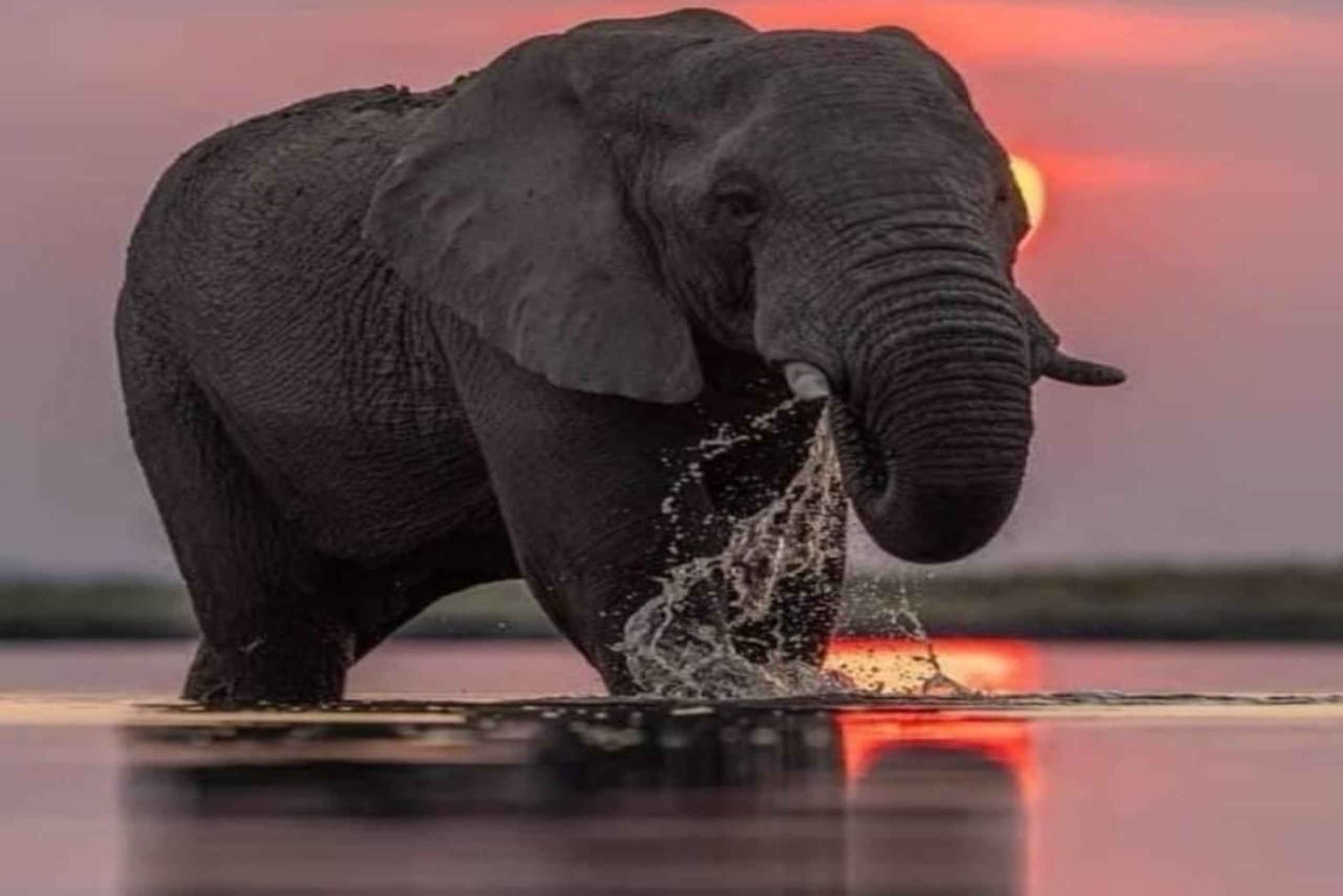 Safari de lune de miel ultime en Tanzanie
