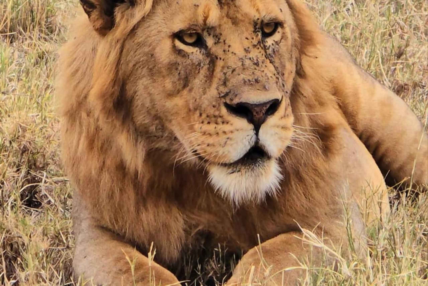 Safari de lune de miel ultime en Tanzanie
