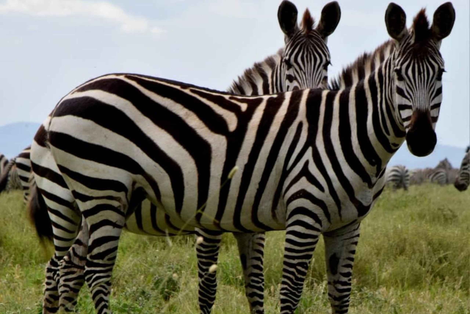 Safari de lune de miel ultime en Tanzanie