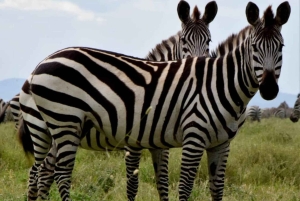 Safari de lune de miel ultime en Tanzanie