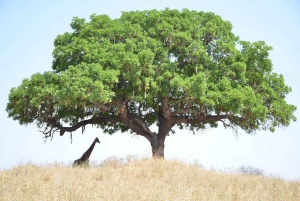Safari de lune de miel ultime en Tanzanie