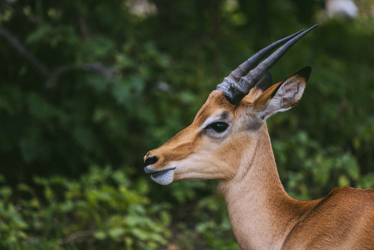 Oförglömlig 2-dagsutflykt till Mikumi från Zanzibar