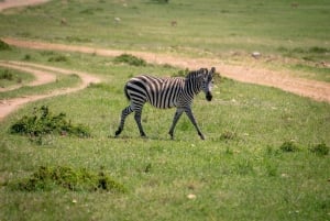 Oförglömlig 2-dagsutflykt till Mikumi från Zanzibar