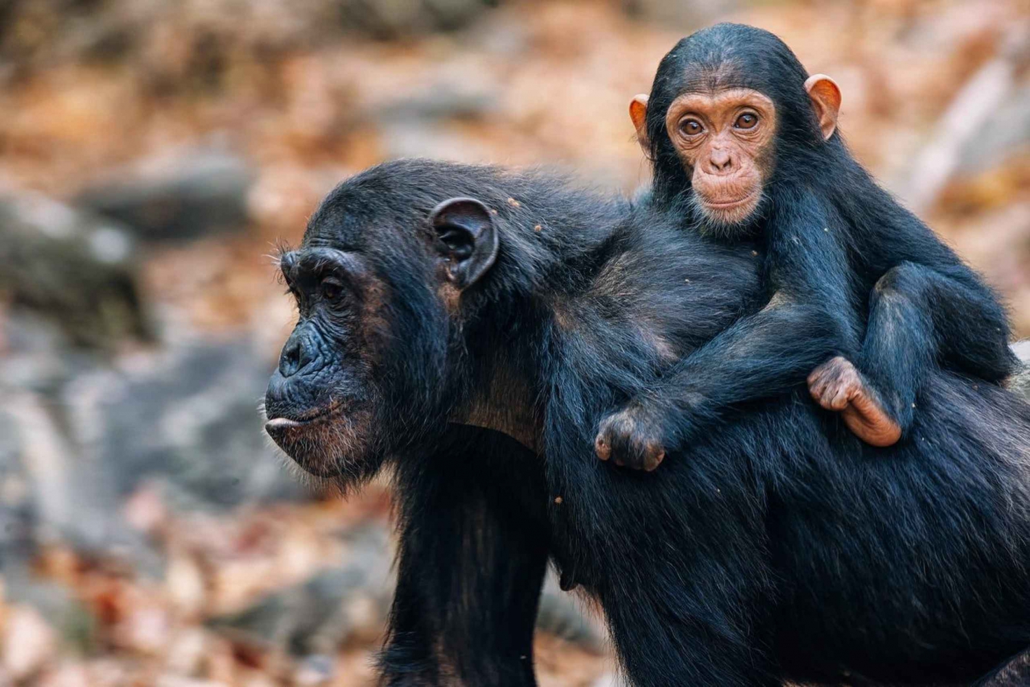 Unforgettable Chimpanzee Encounter (Encontro inesquecível com chimpanzés):