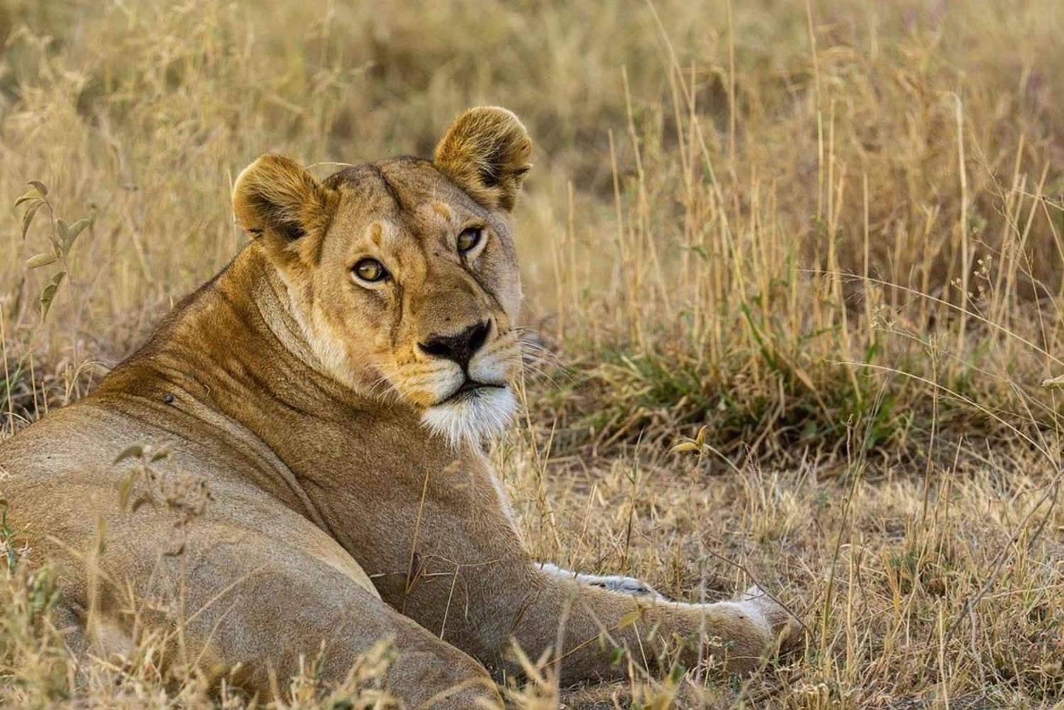 Inolvidable excursión de un día desde Zanzíbar al PN Nyerere en avión