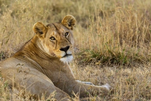 Unforgettable day trip from Zanzibar to Nyerere NP by flight