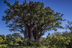 Unforgettable day trip from Zanzibar to Nyerere NP by flight