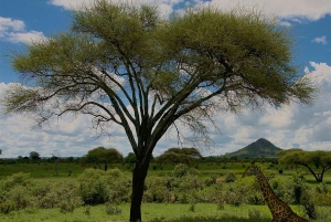 Unforgettable day trip from Zanzibar to Nyerere NP by flight