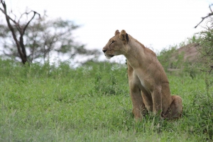Unforgettable day trip from Zanzibar to Nyerere NP by flight