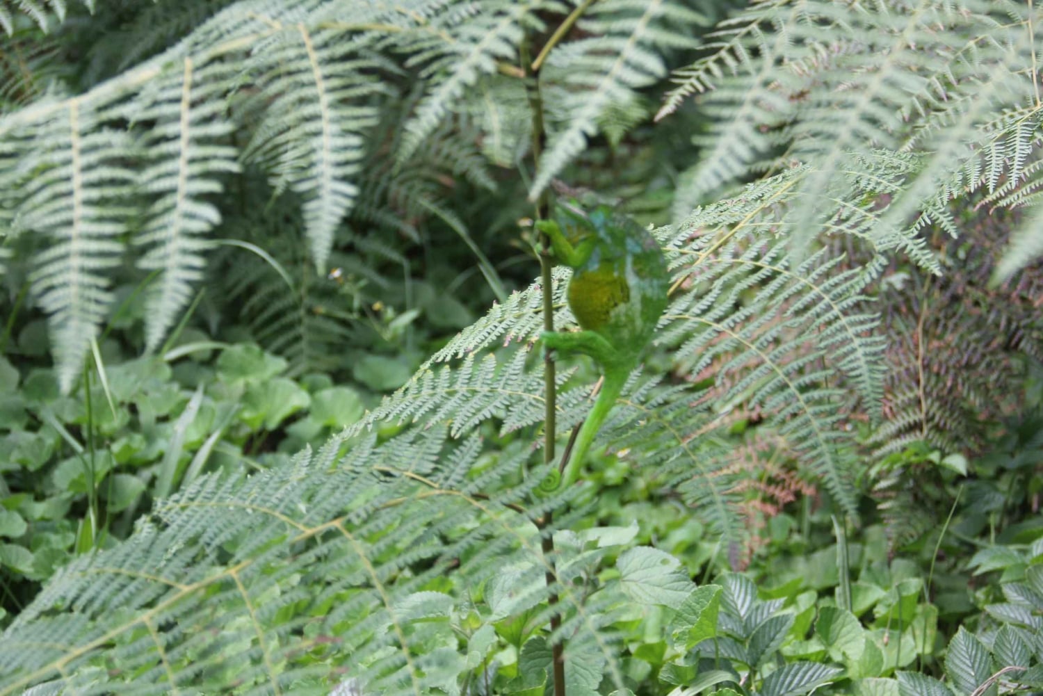 ウサムバラ:4日間のウサムバラ山脈トレッキングツアー