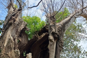 VISIT ZANZIBAR:4 DAYS HOLIDAY PACKAGES & FAMOUS EXCURSION