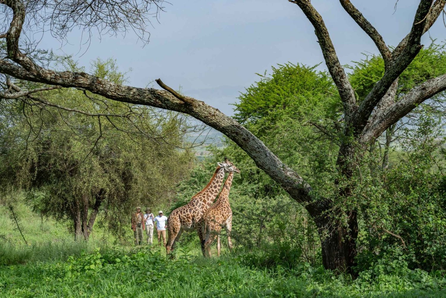 Promenade avec les girafes : billet d'entrée
