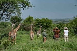 Spaziergang mit Giraffen: Ticket