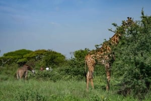 Spaziergang mit Giraffen: Ticket