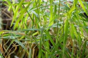 Spaziergang mit Giraffen: Ticket