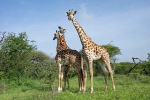 Spaziergang mit Giraffen: Ticket