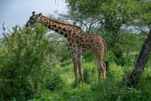 Spaziergang mit Giraffen: Ticket