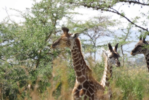 Walking Day Trip To Arusha National Park