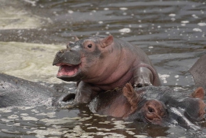 Kilimanjaro: 8-Day Wildebeest Calving Season Safari Tour