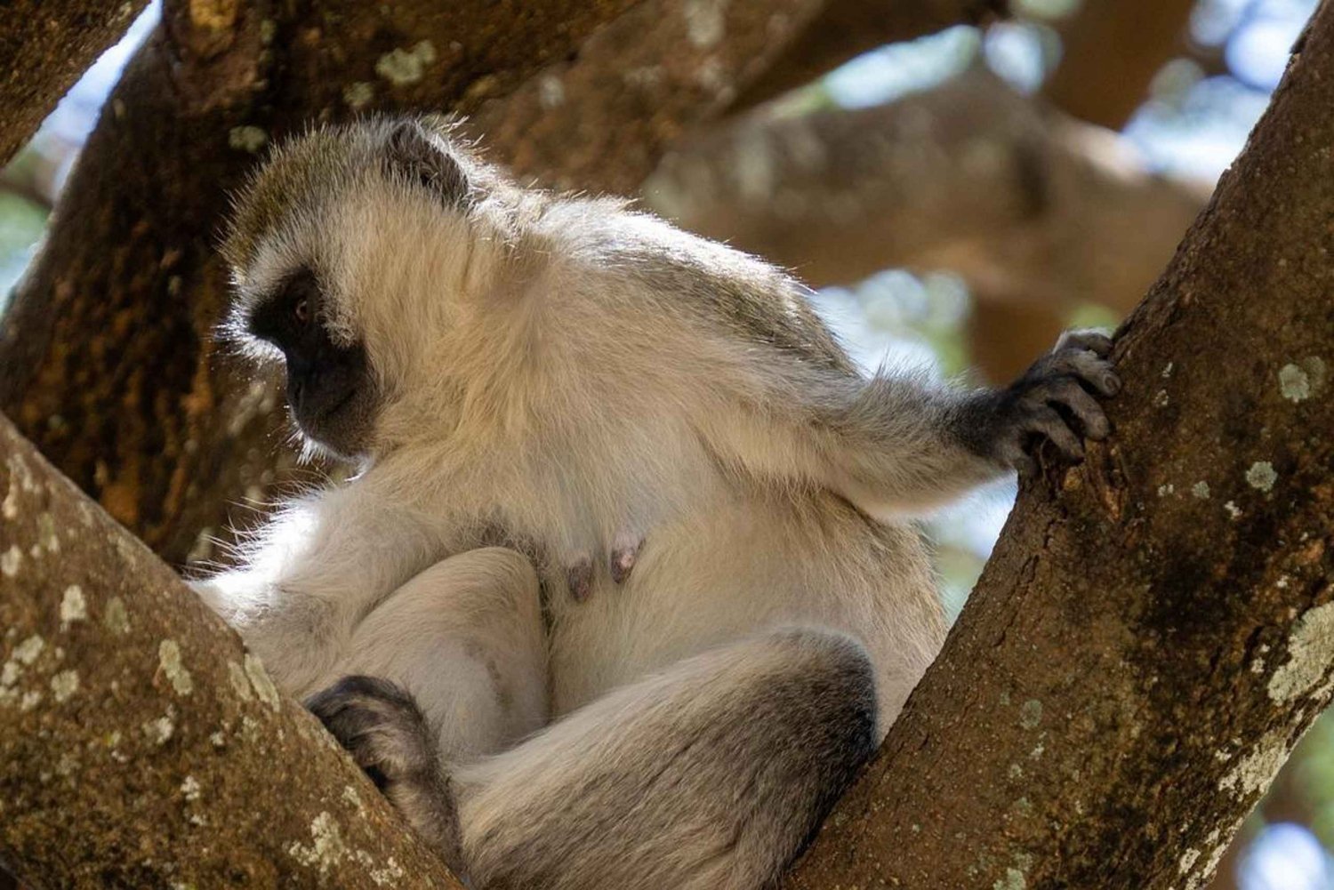Wildlife safari: Dar Es salaam - Mikumi NP: 2 Days