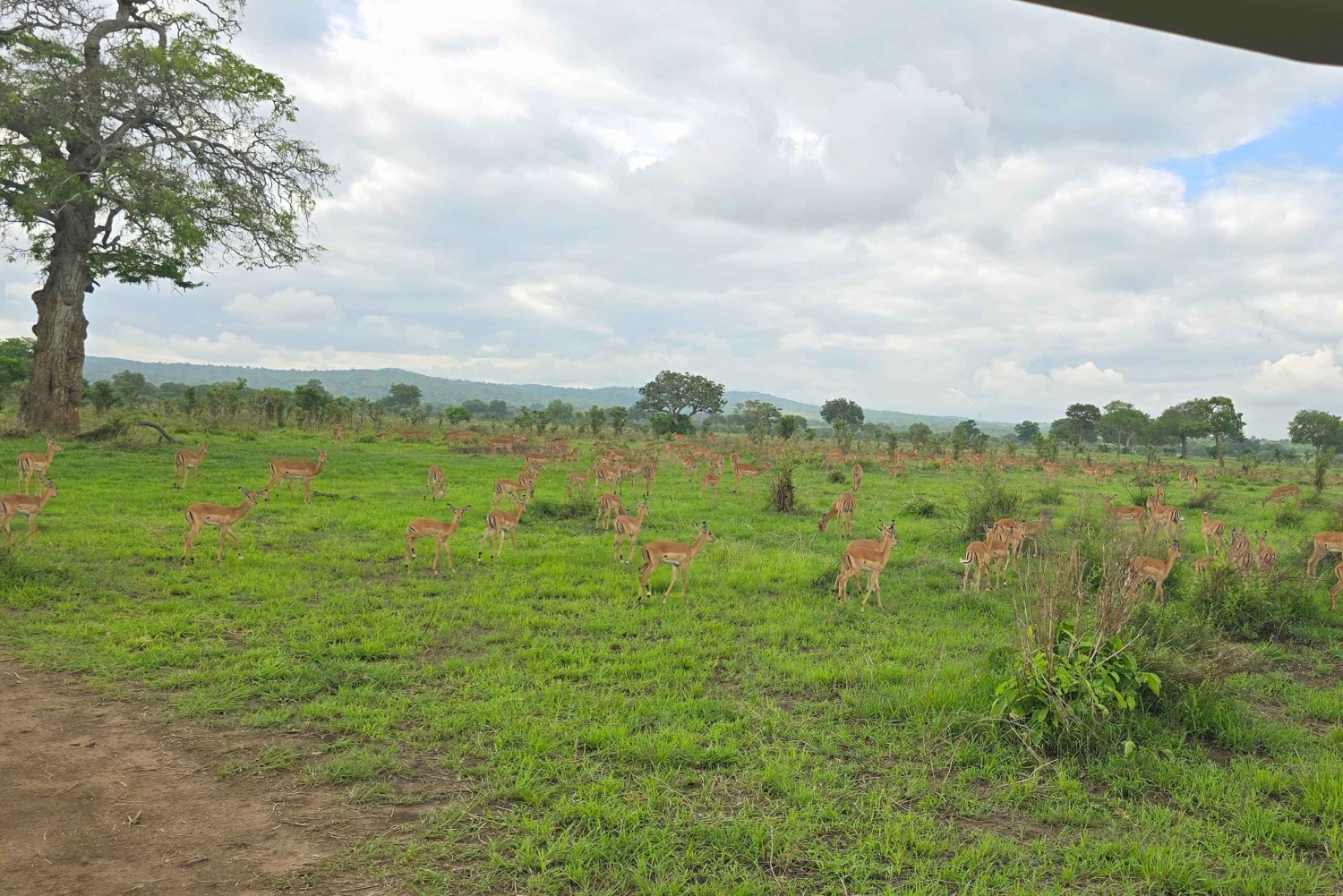 Underbar 3-dagars safari från Zanzibar till Mikumi National Park