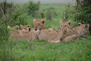 Zambia: Halvdagstur til Victoria Falls med hestesafari og frokost