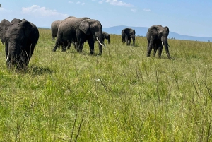Zambia: Halvdagstur til Victoria Falls med hestesafari og frokost