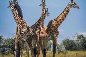 Zambia: Halvdagstur til Victoria Falls med hestesafari og frokost