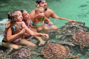Zanibar Swim with turtles sanctuary