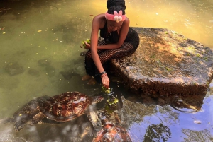 Zanibar Swim with turtles sanctuary