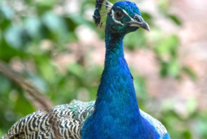 Занзибар: 1 день Накупенда, Тюремный остров, Джозани и экскурсия с гидом