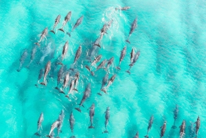 Zanzibar: 1 Day Pungume Sandbank Sailboat, Spice farm tour