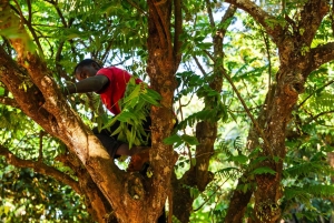 Zanzibar: 1 Day Pungume Sandbank Sailboat, Spice farm tour